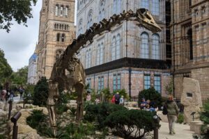 A dinosaur skeleton in the Natural History Museum gardens.